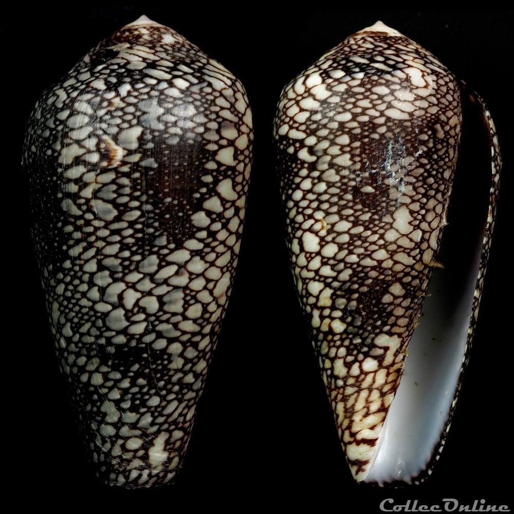 Darioconus pennaceus spp 4 coquillage fossile gastropodum darioconus pennaceus spp 4