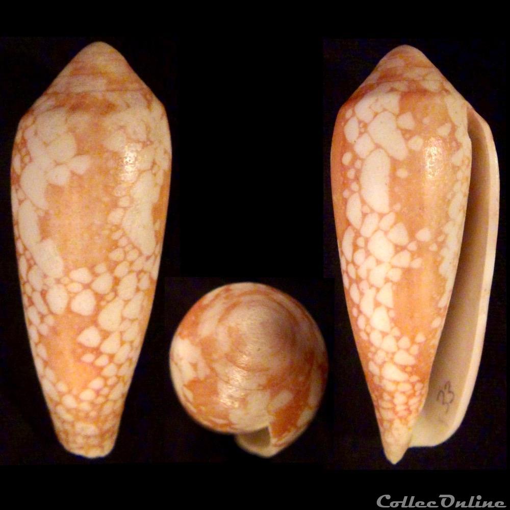 Darioconus episcopatus (da Motta, 1988) coquillage fossile gastropodum darioconus episcopatus da motta 1988