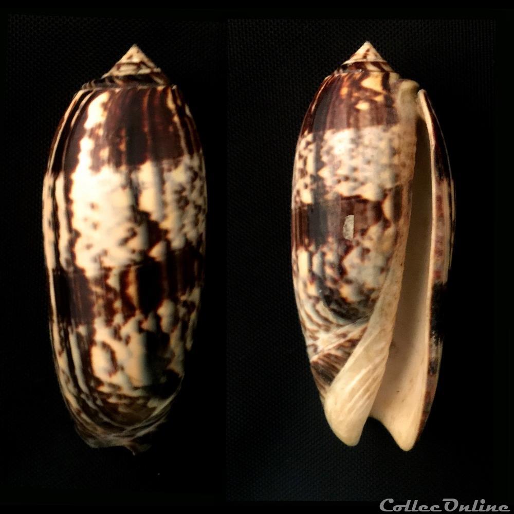 coquillage fossile gastropodum miniaceoliva miniacea roding 1798