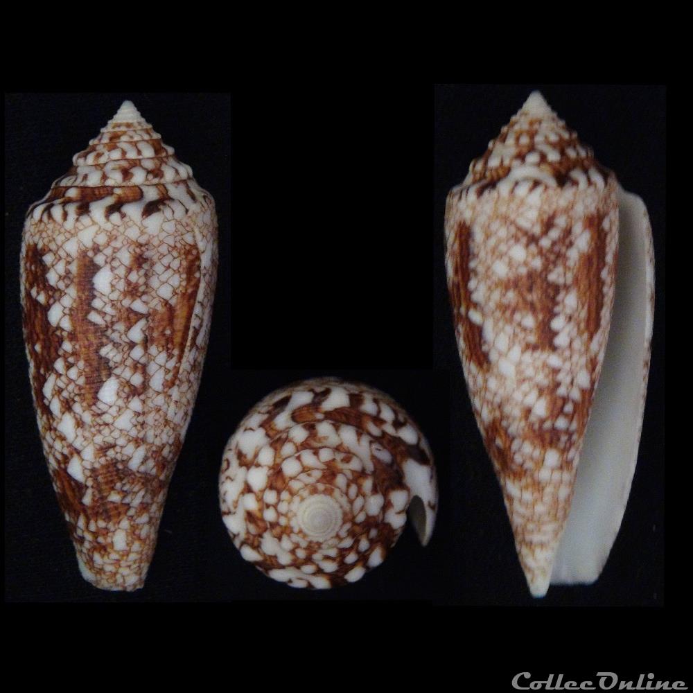 Cylindrus tagaroae Limpalaër & Monnier, 2013 coquillage fossile gastropodum cylindrus tagaroae limpalaer monnier 2013