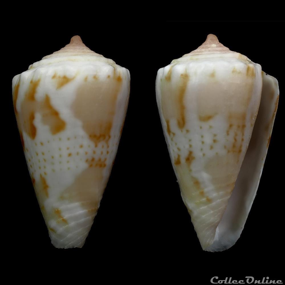 Dauciconus (Purpuriconus) magellanicus (Hwass, 1792) coquillage fossile gastropodum dauciconus purpuriconus magellanicus hwass 1792