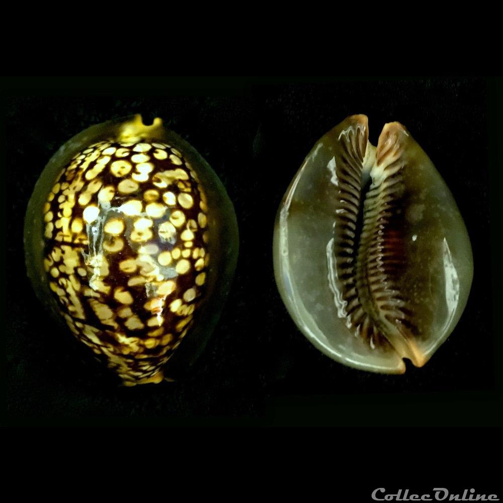 coquillage fossile gastropodum mauritia maculifera schilder 1932