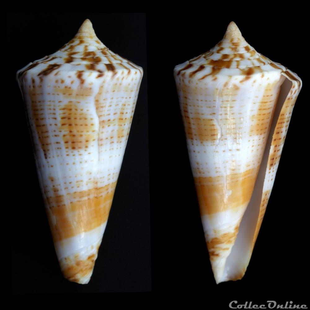 Kioconus ( Nitidoconus) voluminalis (Reeve, 1843) coquillage fossile gastropodum kioconus nitidoconus voluminalis reeve 1843