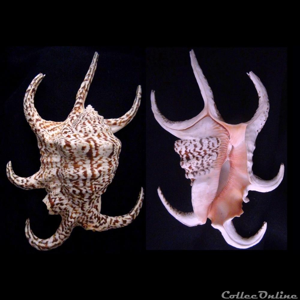 coquillage fossile gastropodum harpago chiragra linnaeus 1758