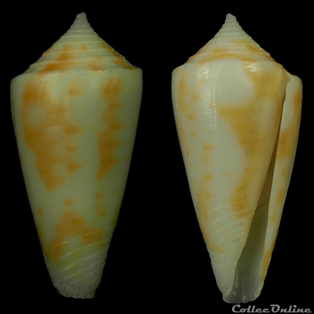 coquillage fossile gastropodum dauciconus dauciconus flavescens sowerby i 1834