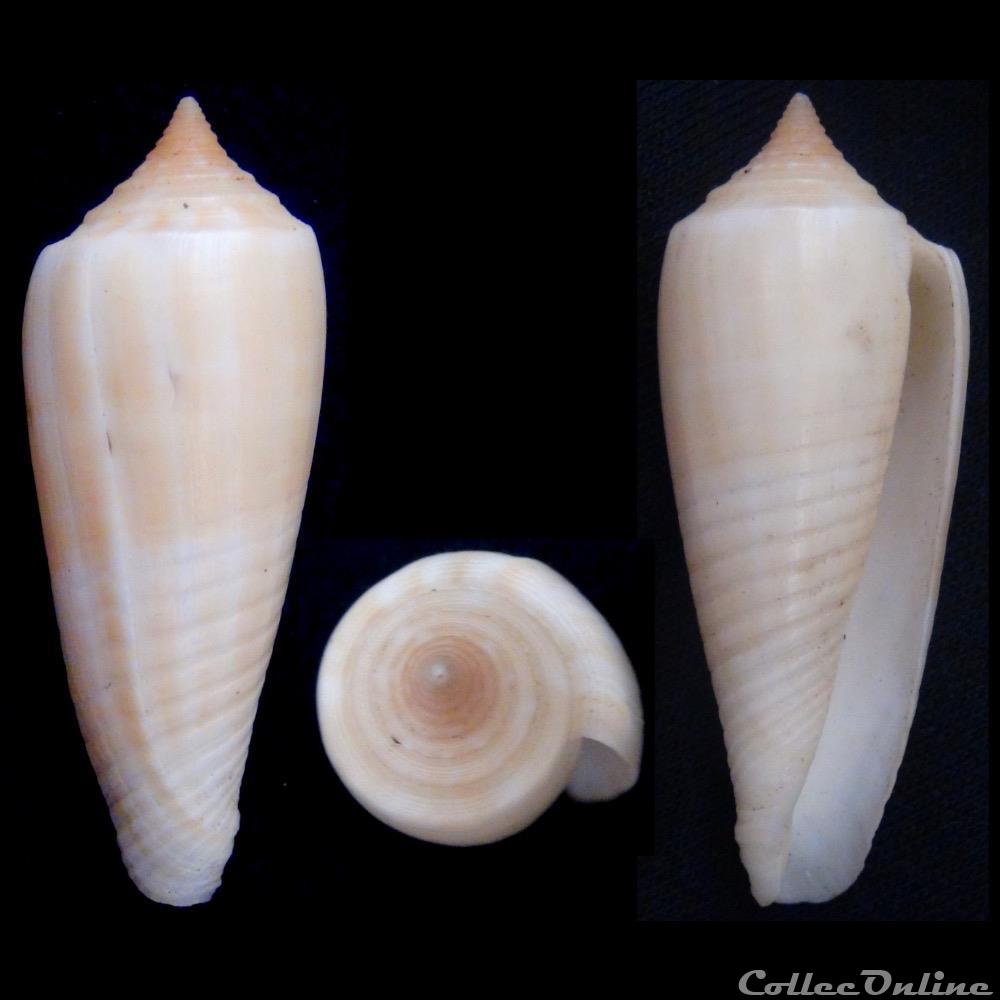 Phasmoconus (Phasmoconus) ochroleucus (Gmelin, 1791) coquillage fossile gastropodum phasmoconus phasmoconus ochroleucus gmelin 1791