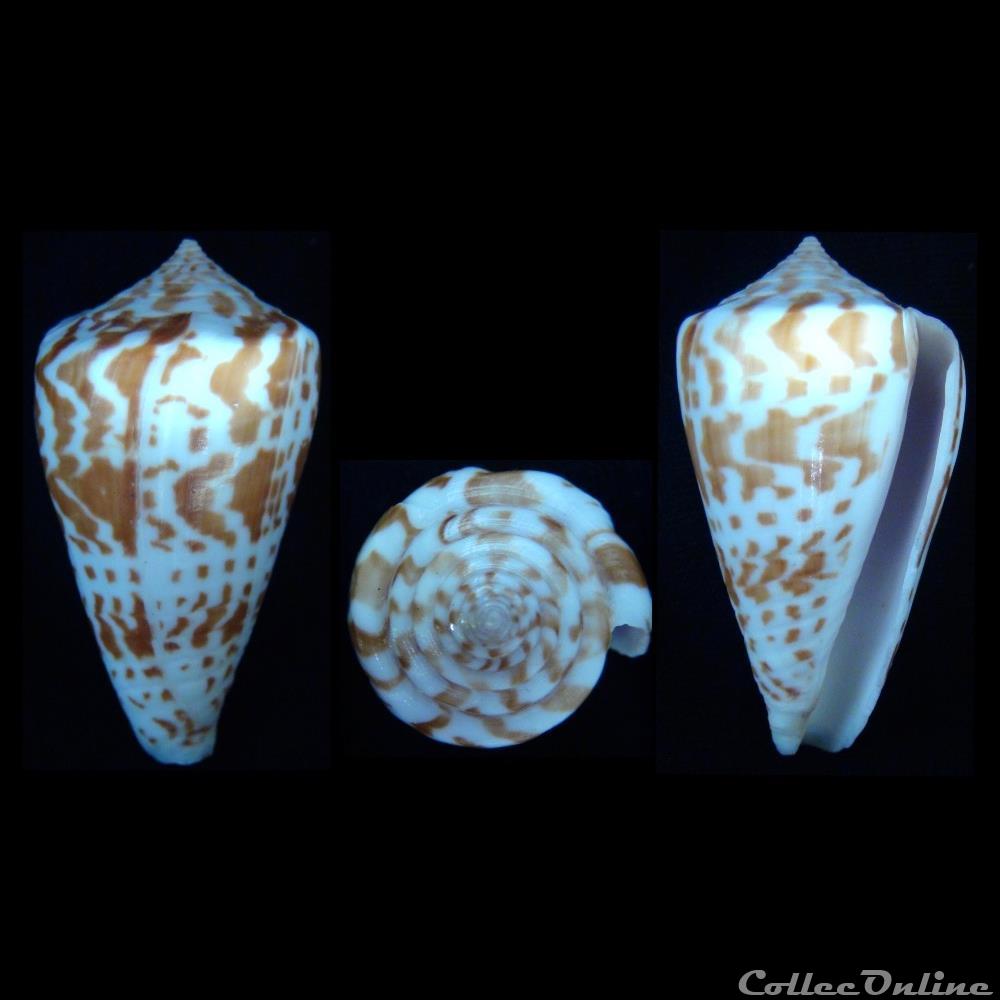 Phasmoconus (Phasmoconus) inscriptus (Reeve, 1843) coquillage fossile gastropodum phasmoconus phasmoconus inscriptus reeve 1843