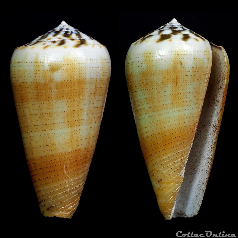 Pionoconus magus (Linnaeus, 1758) coquillage fossile gastropodum pionoconus magus linnaeus 1758