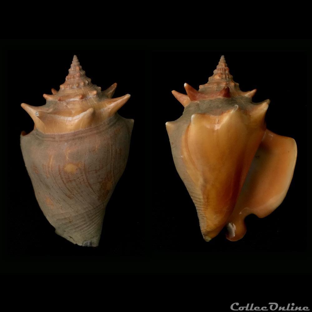 Strombus pugilis (Linnaeus, 1758) coquillage fossile gastropodum strombus pugilis linnaeus 1758
