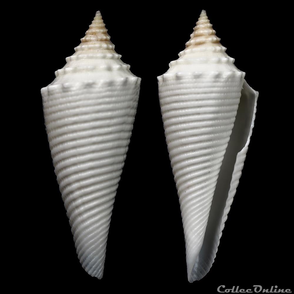 Fusiconus (Bathyconus) coriolisi (Moolenbeek & Richard, 1995) coquillage fossile gastropodum fusiconus bathyconus coriolisi moolenbeek richard 1995