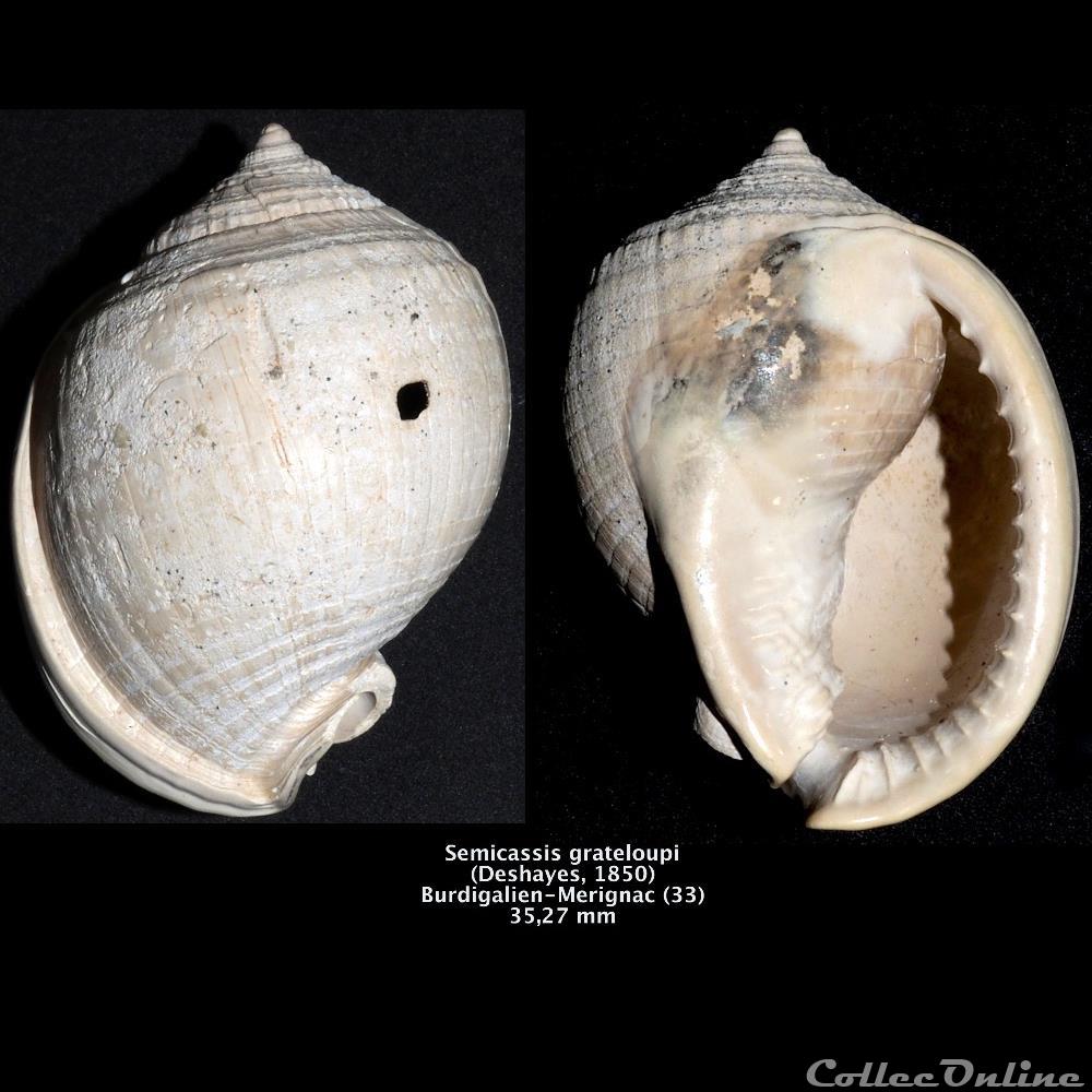 Semicassis grateloupi (Deshayes, 1850) coquillage fossile invertebre semicassis grateloupi deshayes 1850
