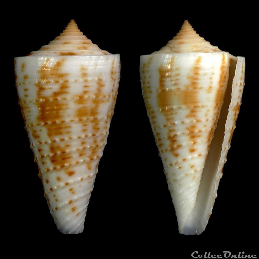 coquillage fossile gastropodum kioconus kioconus tribblei walls 1977
