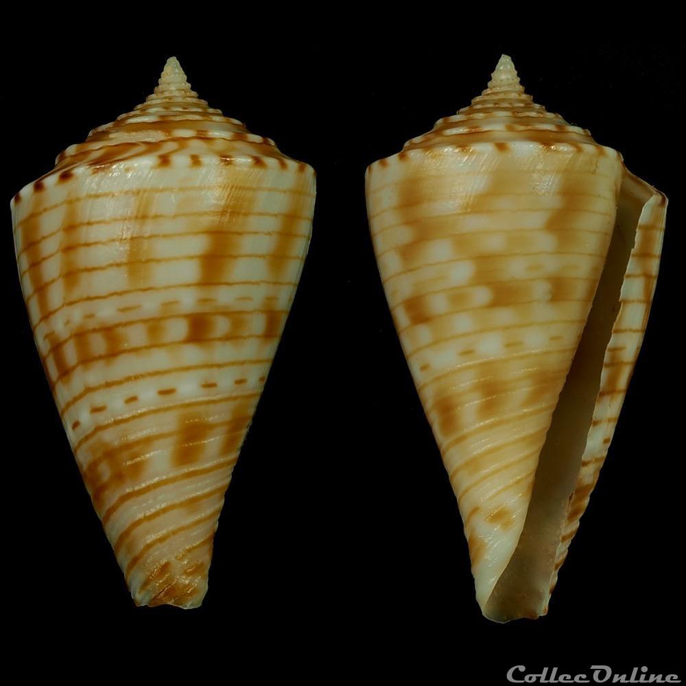 Boucheticonus spirofilis (Habe & Kosuge, 1970) coquillage fossile gastropodum boucheticonus spirofilis habe kosuge 1970