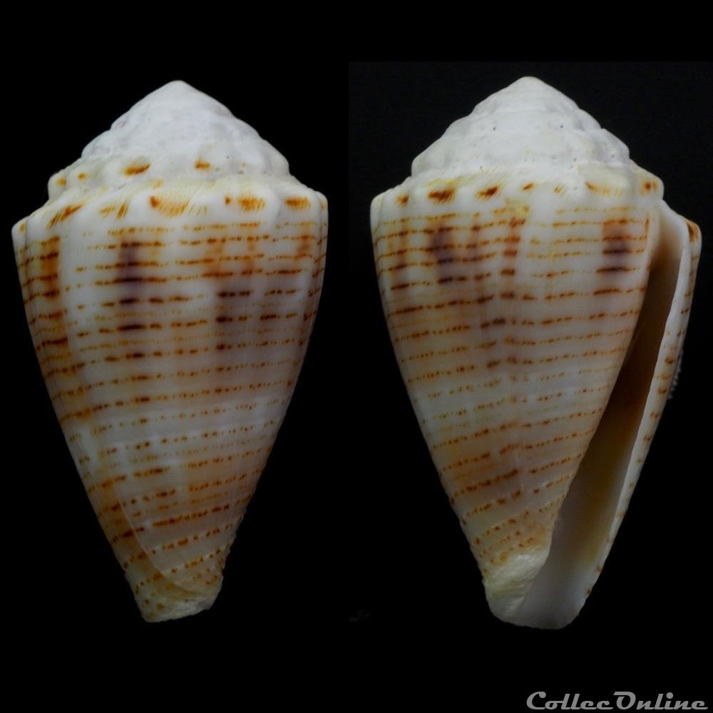 Virroconus (Miliariconus) pascuensis (Rehder, 1980) coquillage fossile gastropodum virroconus miliariconus pascuensis rehder 1980