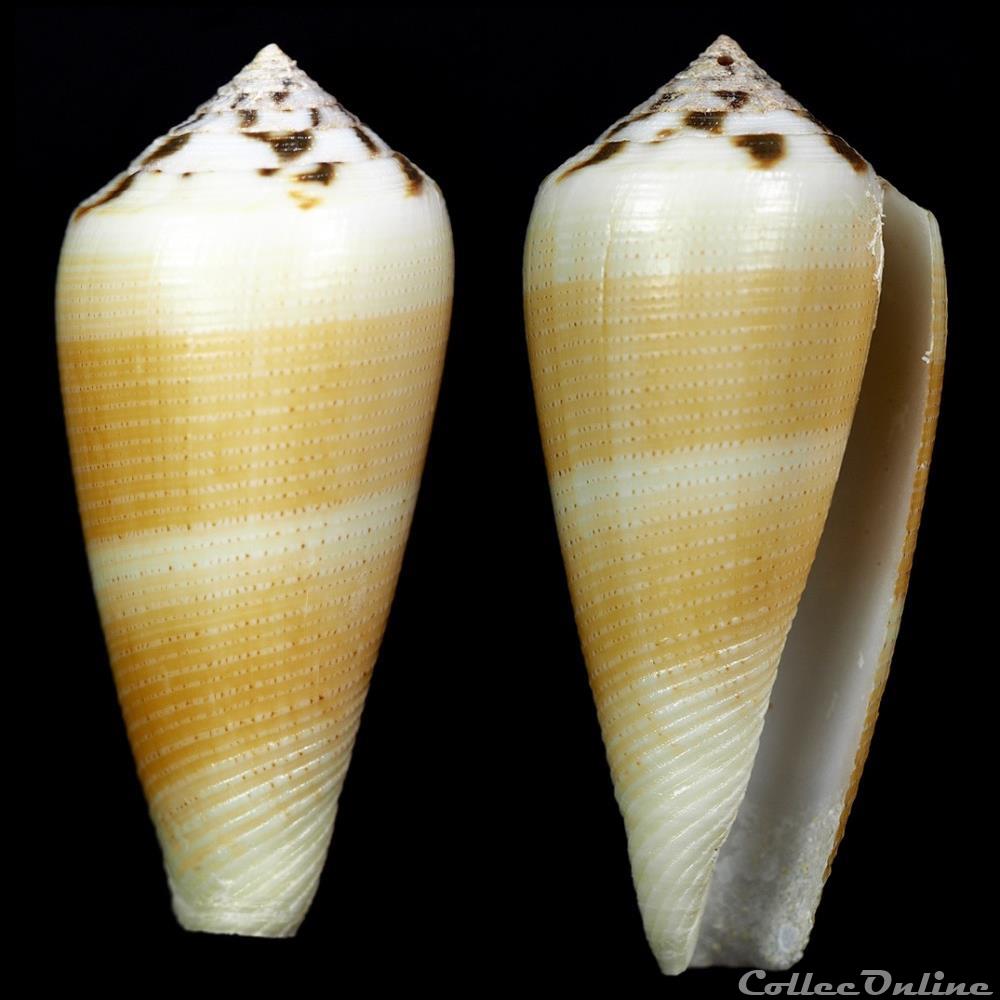 coquillage fossile gastropodum pionoconus magus linnaeus 1758