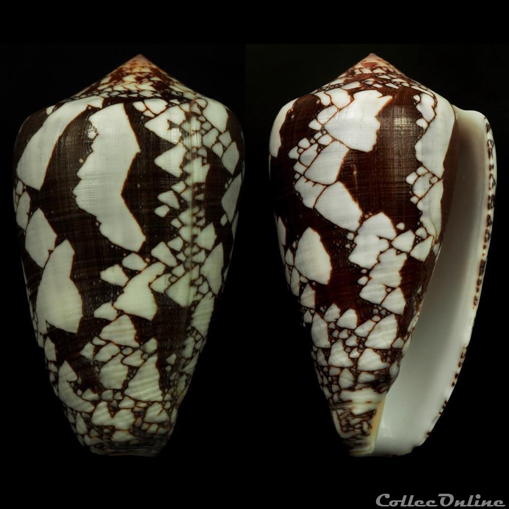 Darioconus behelokensis f. melbae (Lauer, 1989) coquillage fossile gastropodum darioconus behelokensis f melbae lauer 1989