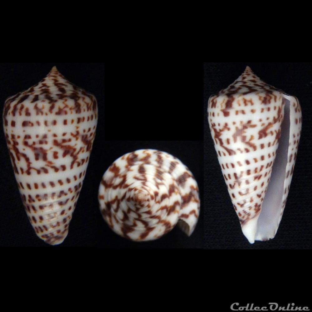 Phasmoconus (Phasmoconus) jickelii (Weinkau , 1873) coquillage fossile gastropodum phasmoconus phasmoconus jickelii weinkau 1873