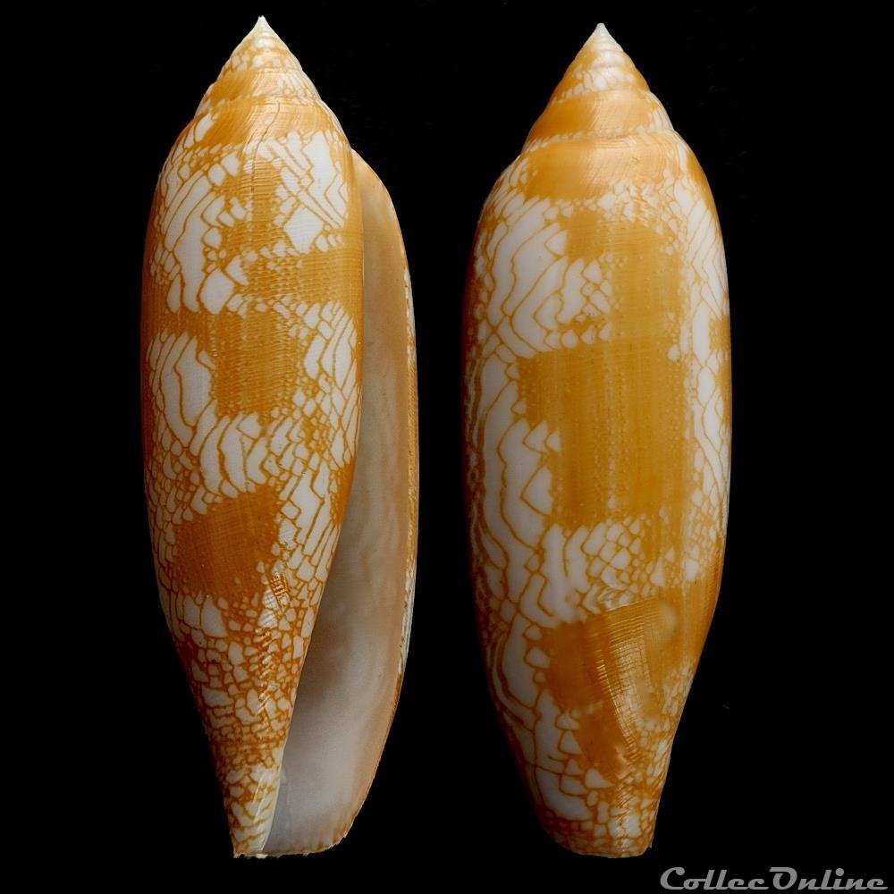 coquillage fossile gastropodum darioconus auratinus cf da motta 1982