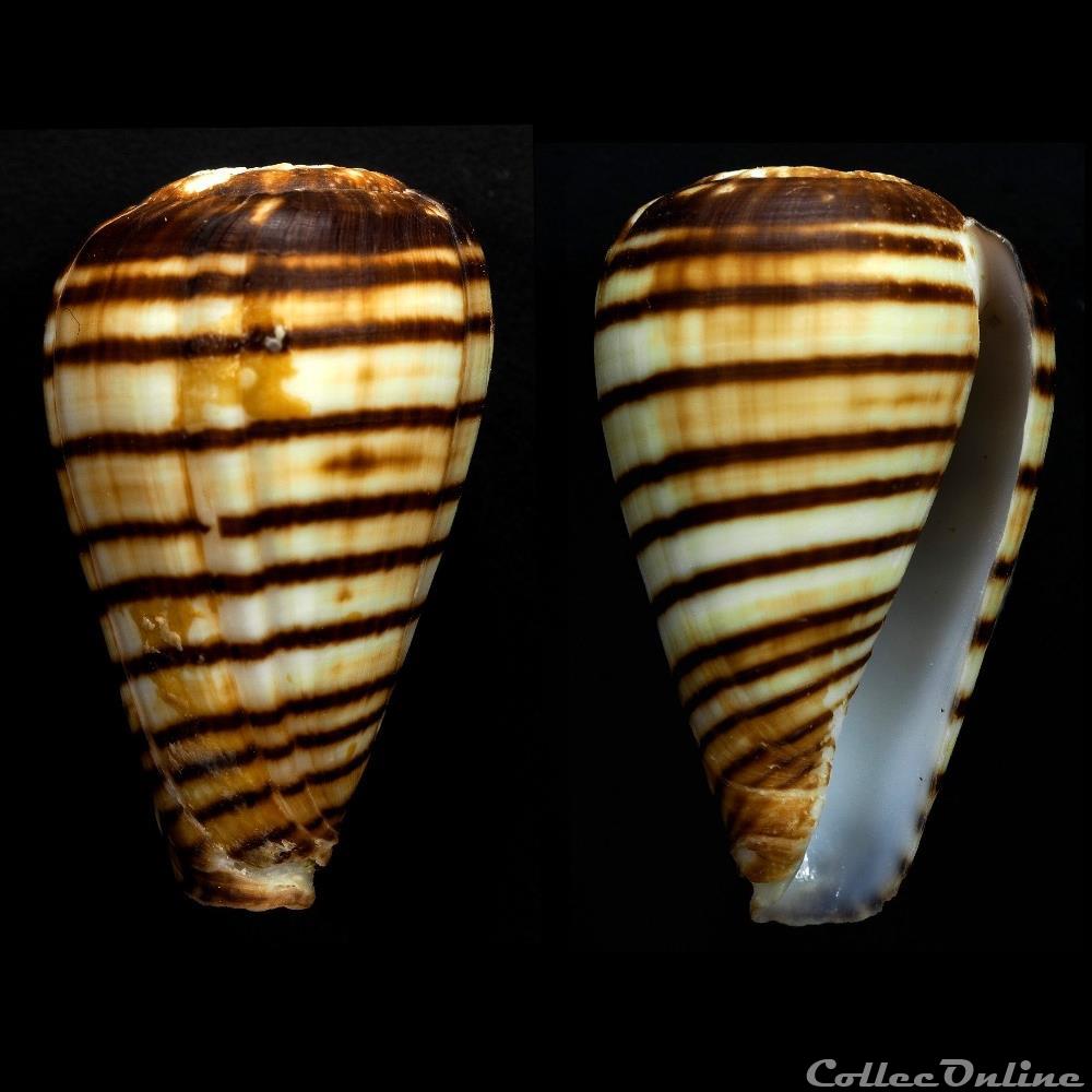 Lautoconus (Varioconus) chytreus (Melvill, 1884) coquillage fossile gastropodum lautoconus varioconus chytreus melvill 1884