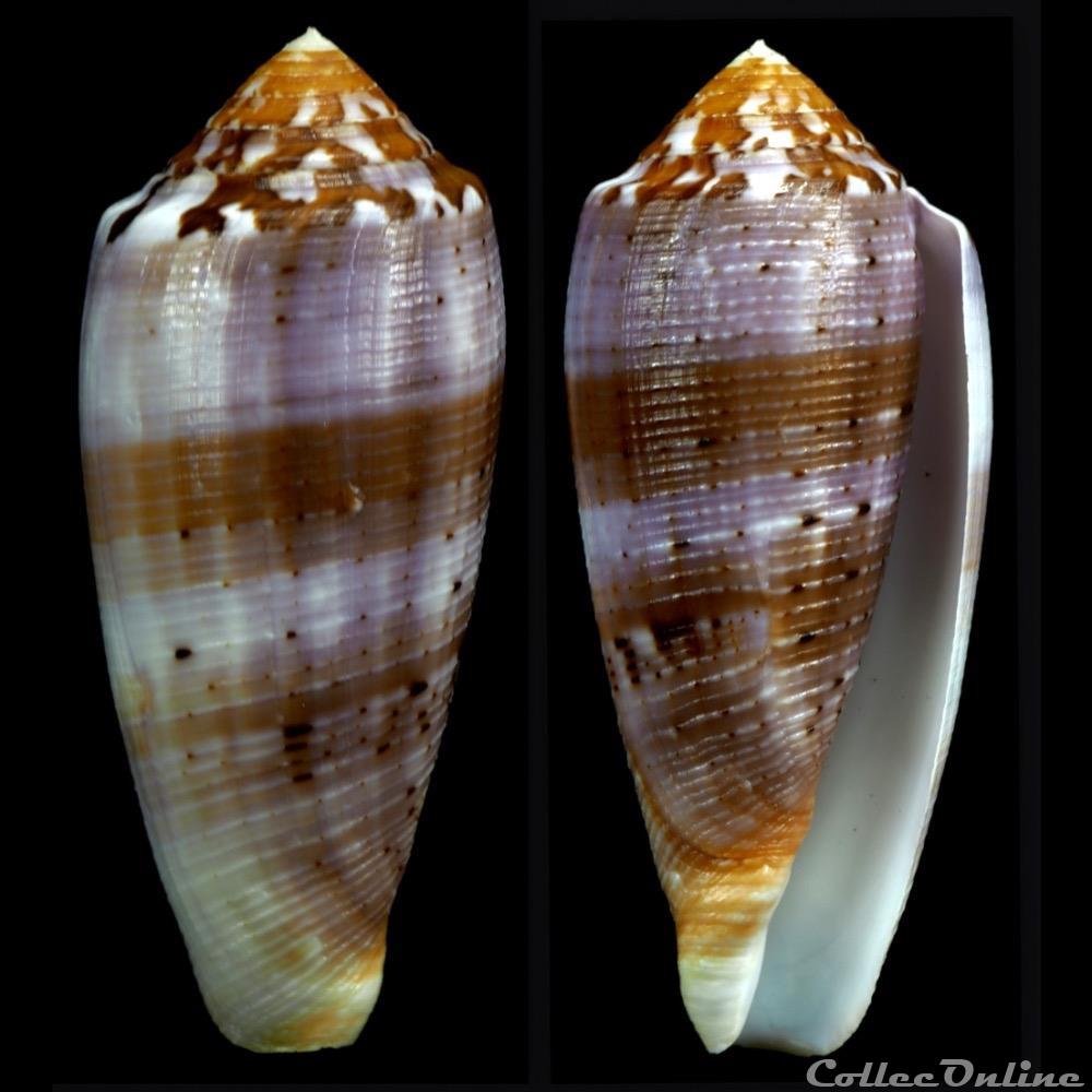 Pionoconus circumcisus (Born, 1778) coquillage fossile gastropodum pionoconus circumcisus born 1778