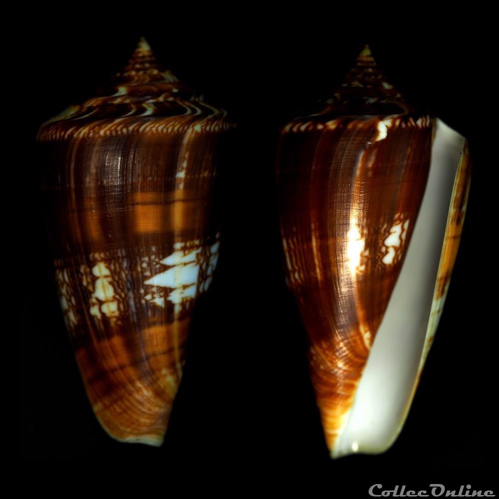 Leptoconus amadis castaneofasciatus (Dautzenberg, 1937) coquillage fossile gastropodum leptoconus amadis castaneofasciatus dautzenberg 1937