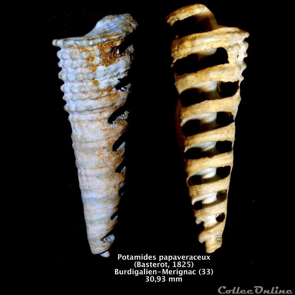 Potamides papaveraceux (Basterot, 1825) coquillage fossile invertebre potamides papaveraceux basterot 1825