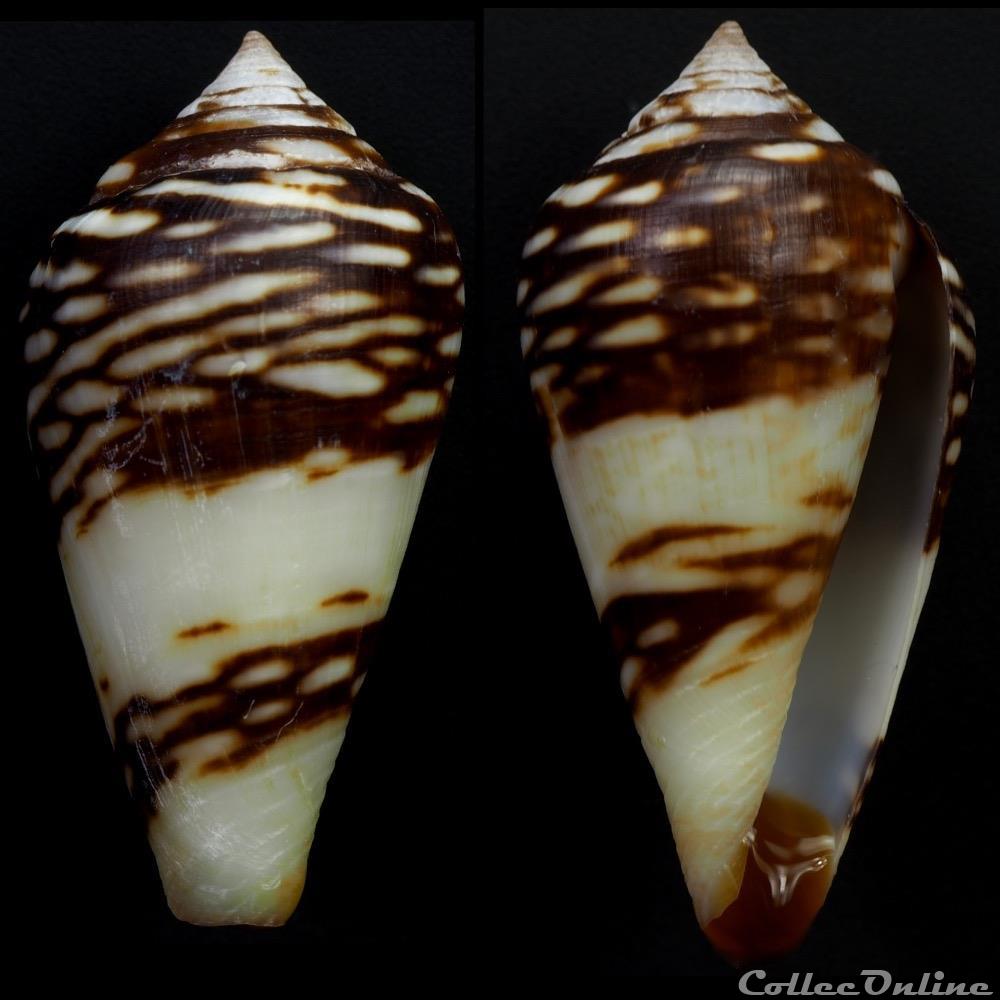 Lautoconus (Lautoconus) mercator (Linnaeus, 1758) coquillage fossile gastropodum lautoconus lautoconus mercator linnaeus 1758