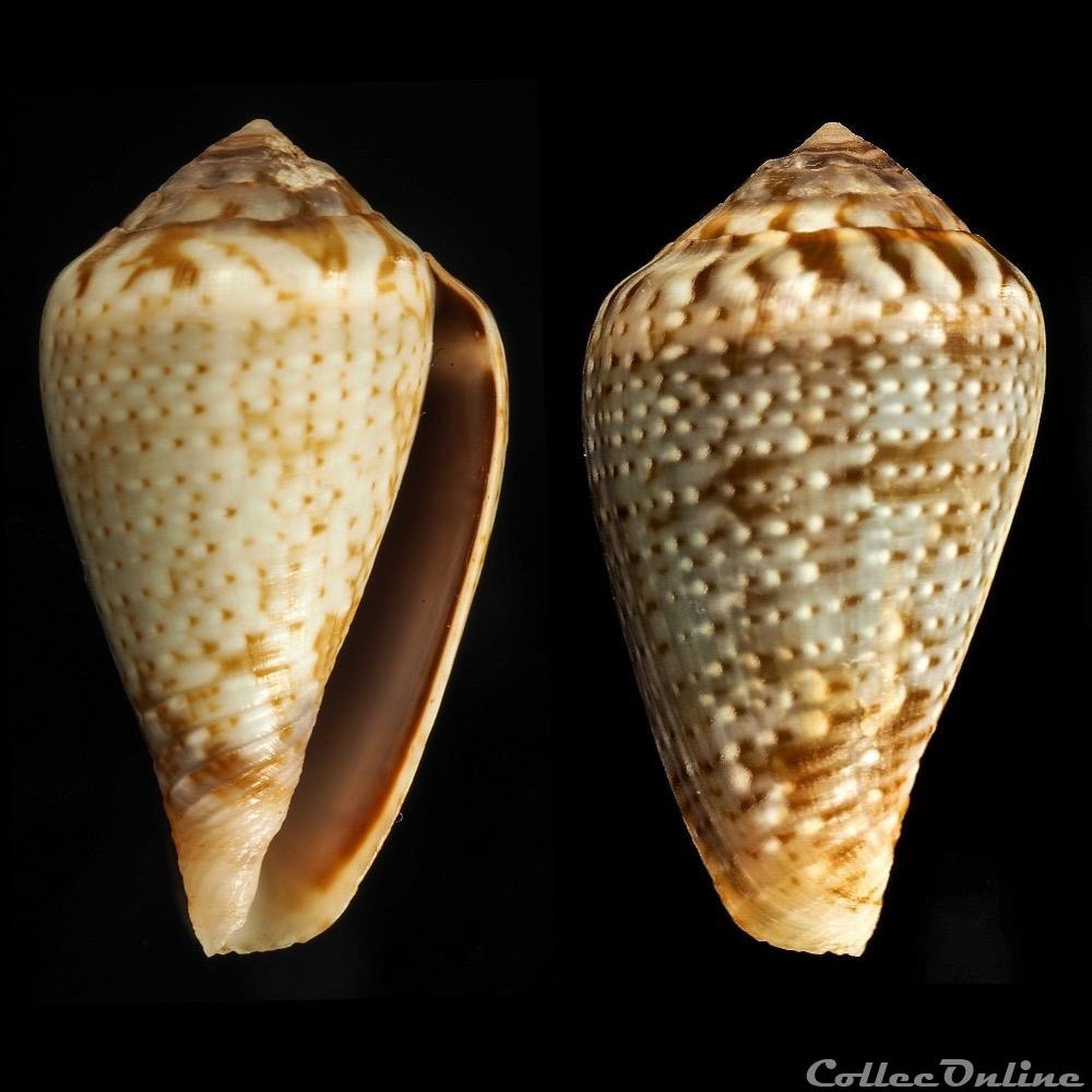 Lautoconus (Varioconus) aemulus (Reeve, 1843) coquillage fossile gastropodum lautoconus varioconus aemulus reeve 1843