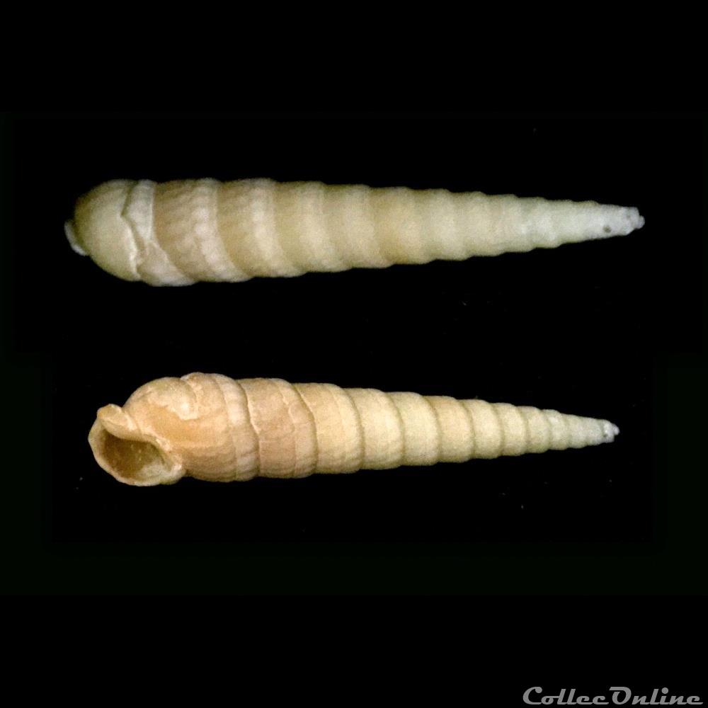 coquillage fossile gastropodum terebra argus hinds 1844