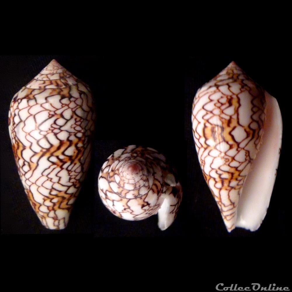 Cylindrus textile (Linnaeus, 1758) coquillage fossile gastropodum cylindrus textile linnaeus 1758