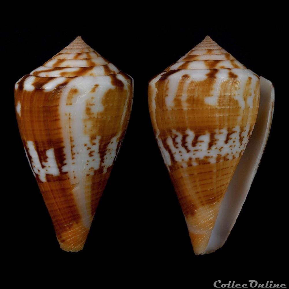coquillage fossile gastropodum dauciconus dauciconus orion broderip 1833