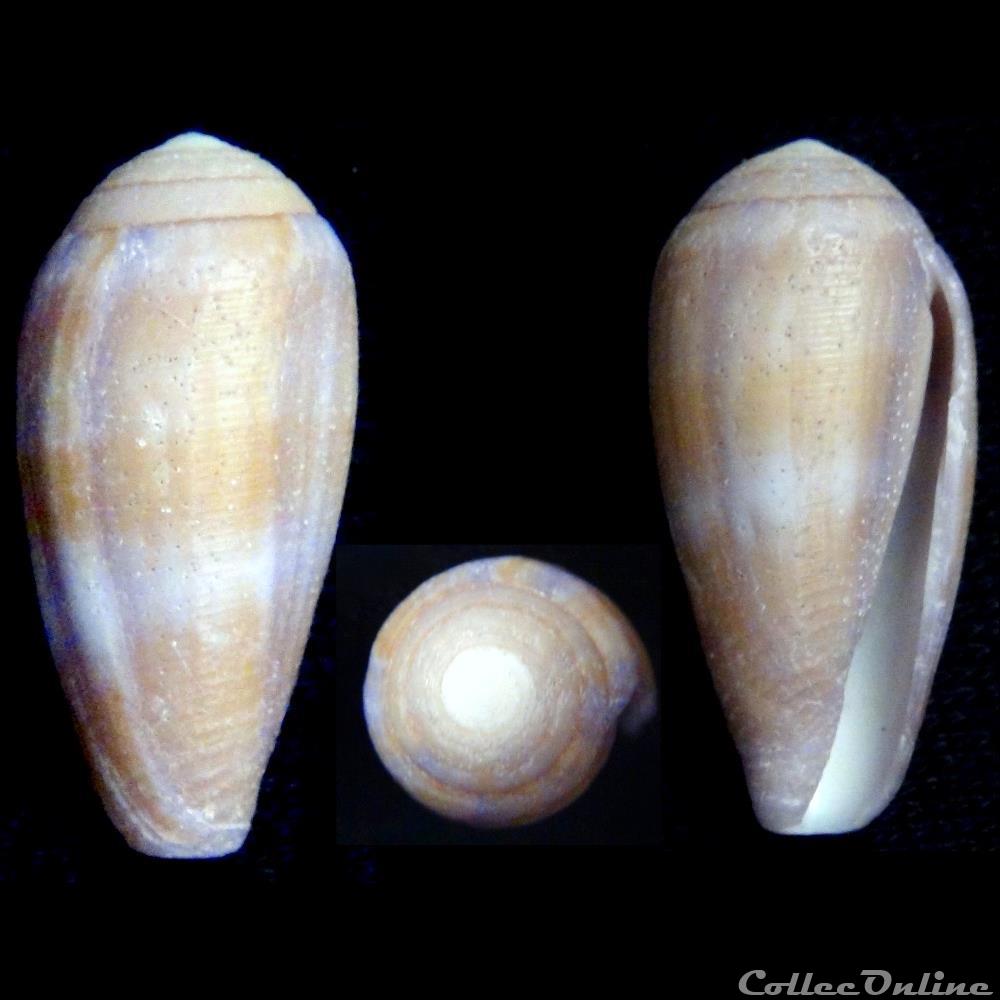 Leporiconus pomareae Monnier & Limpalaër, 2014 coquillage fossile gastropodum leporiconus pomareae monnier limpalaer 2014