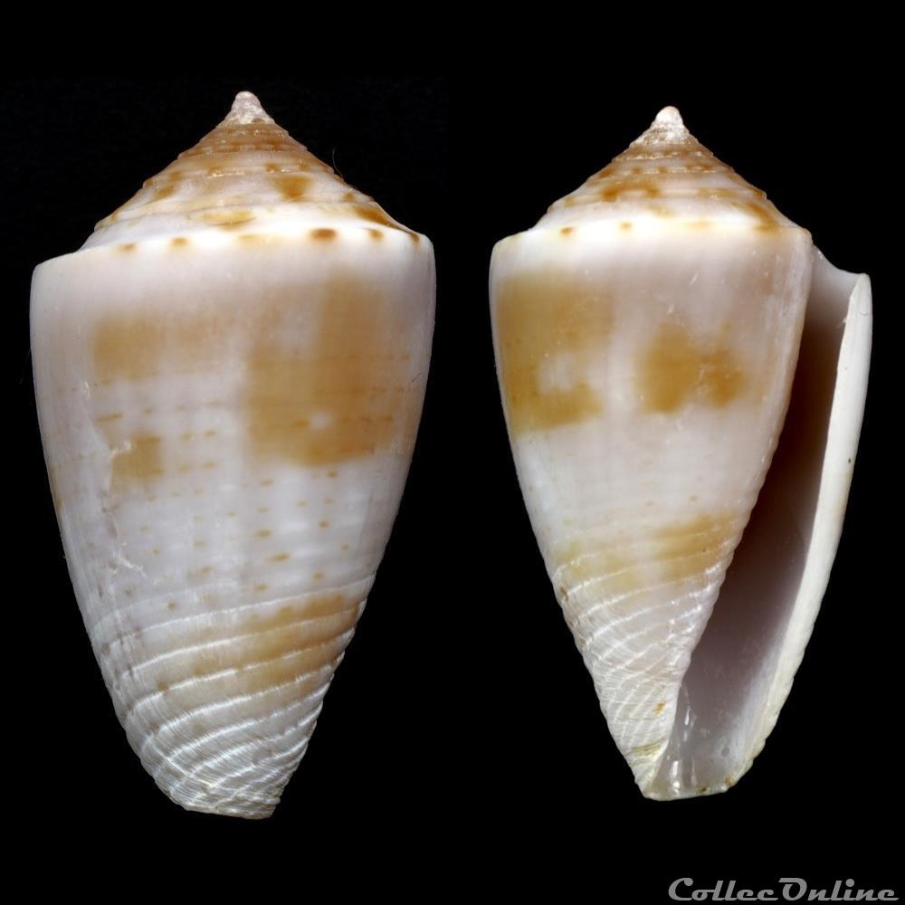 Ximeniconus (Jaspidiconus) mindanus (Hwass in Bruguière, 1792) coquillage fossile gastropodum ximeniconus jaspidiconus mindanus hwass in bruguiere 1792