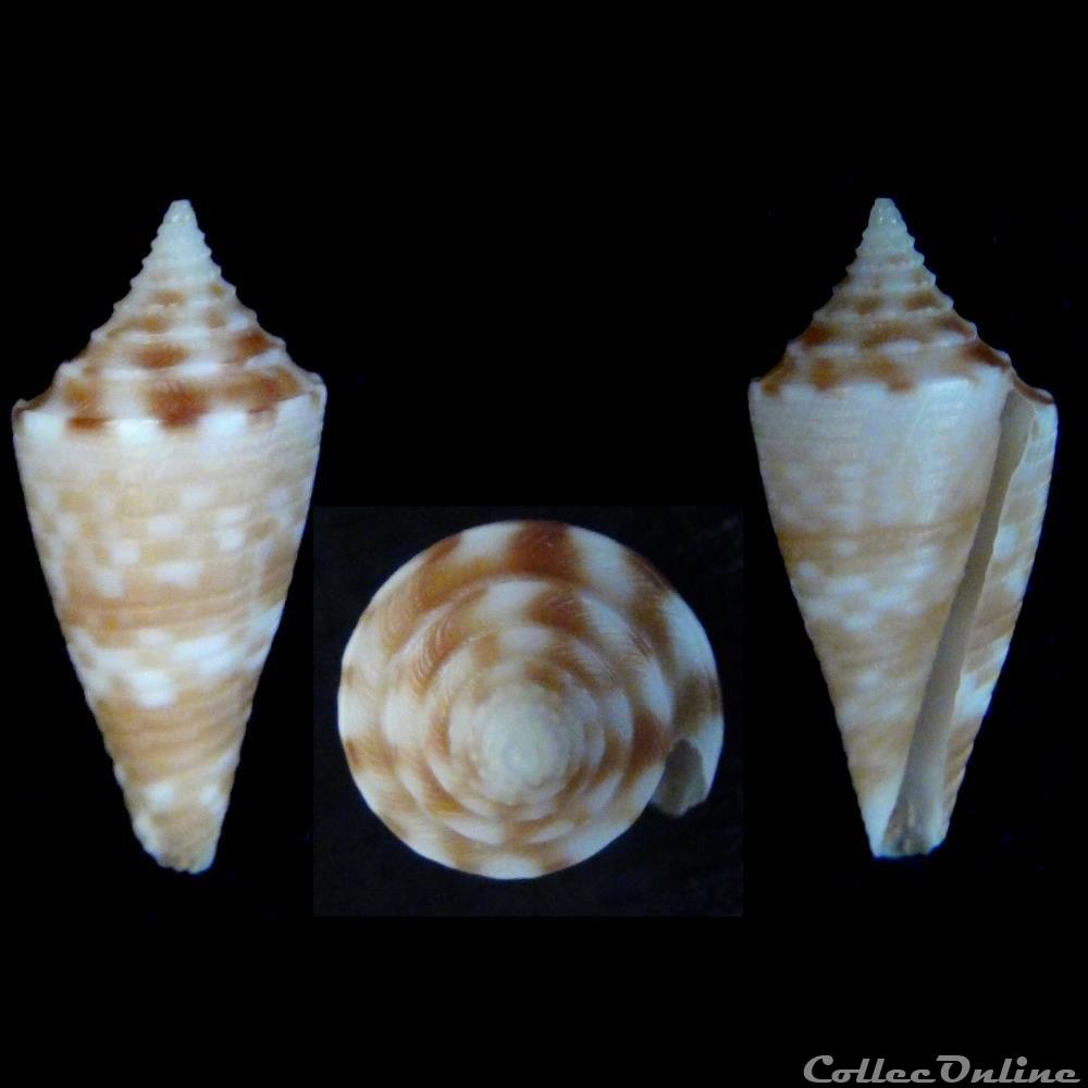 Conasprella baileyi (Röckel & da Mo a, 1979) coquillage fossile gastropodum conasprella baileyi rockel da mo a 1979