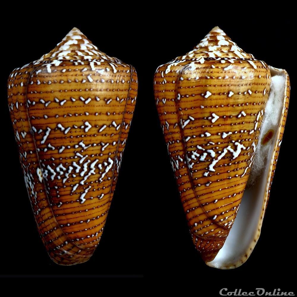 Tenorioconus cedonulli cedonulli (Linnaeus, 1767 coquillage fossile gastropodum tenorioconus cedonulli cedonulli linnaeus 1767