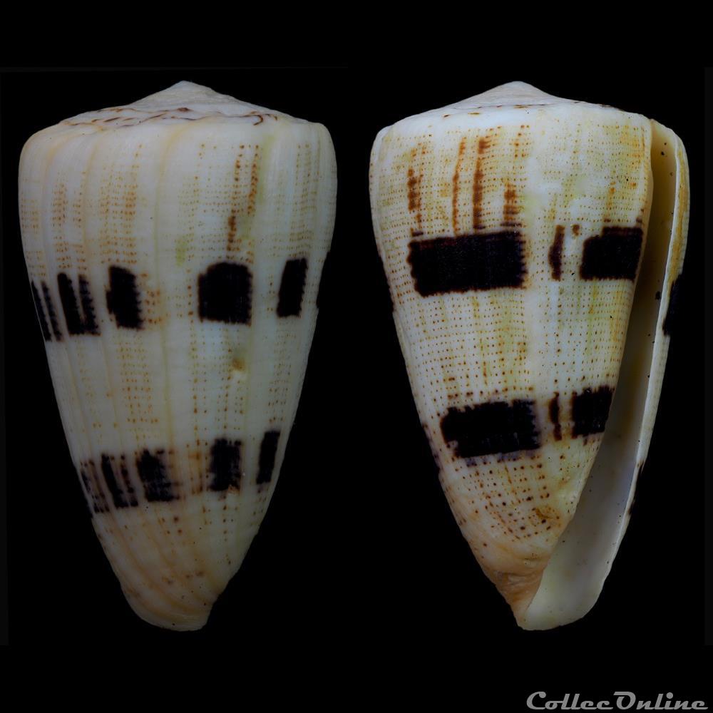 Strategoconus (Rolaniconus) augur (Ligthfoot, 1786) coquillage fossile gastropodum strategoconus rolaniconus augur ligthfoot 1786