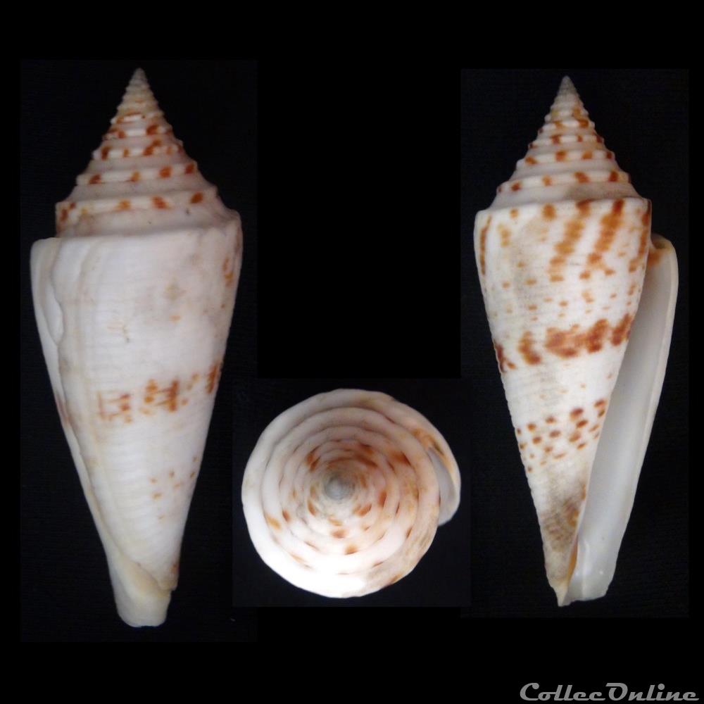 coquillage fossile gastropodum fusions fusions ichinoseanus kuroda 1956