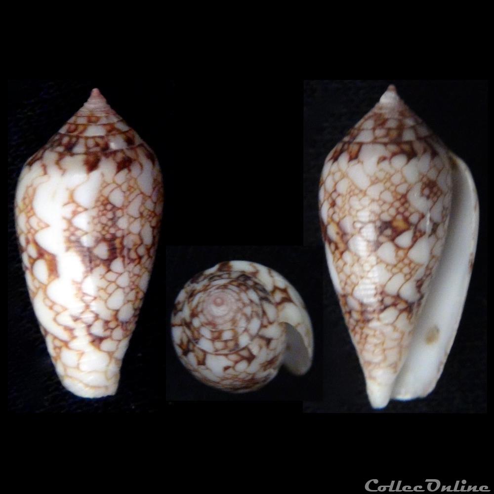 Cylindrus canonicus (Hwass, 1792) coquillage fossile gastropodum cylindrus canonicus hwass 1792