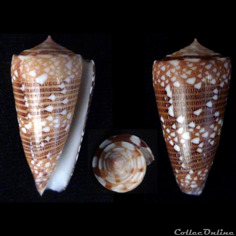 coquillage fossile gastropodum eugeniconus victor victor broderip 1842