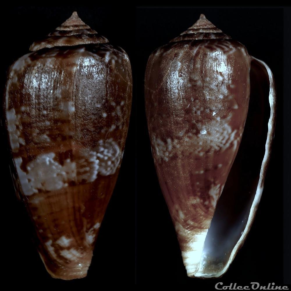 Floraconus (Ketyconus) tinianus (Hwass in Bruguière, 1792) coquillage fossile gastropodum floraconus ketyconus tinianus hwass in bruguiere 1792