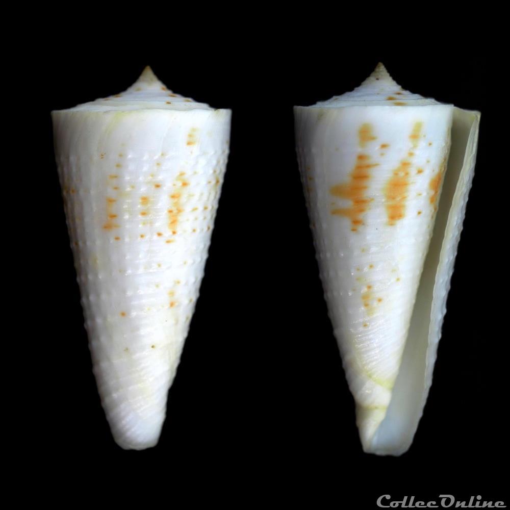 coquillage fossile gastropodum kioconus kioconus tribblei walls 1977