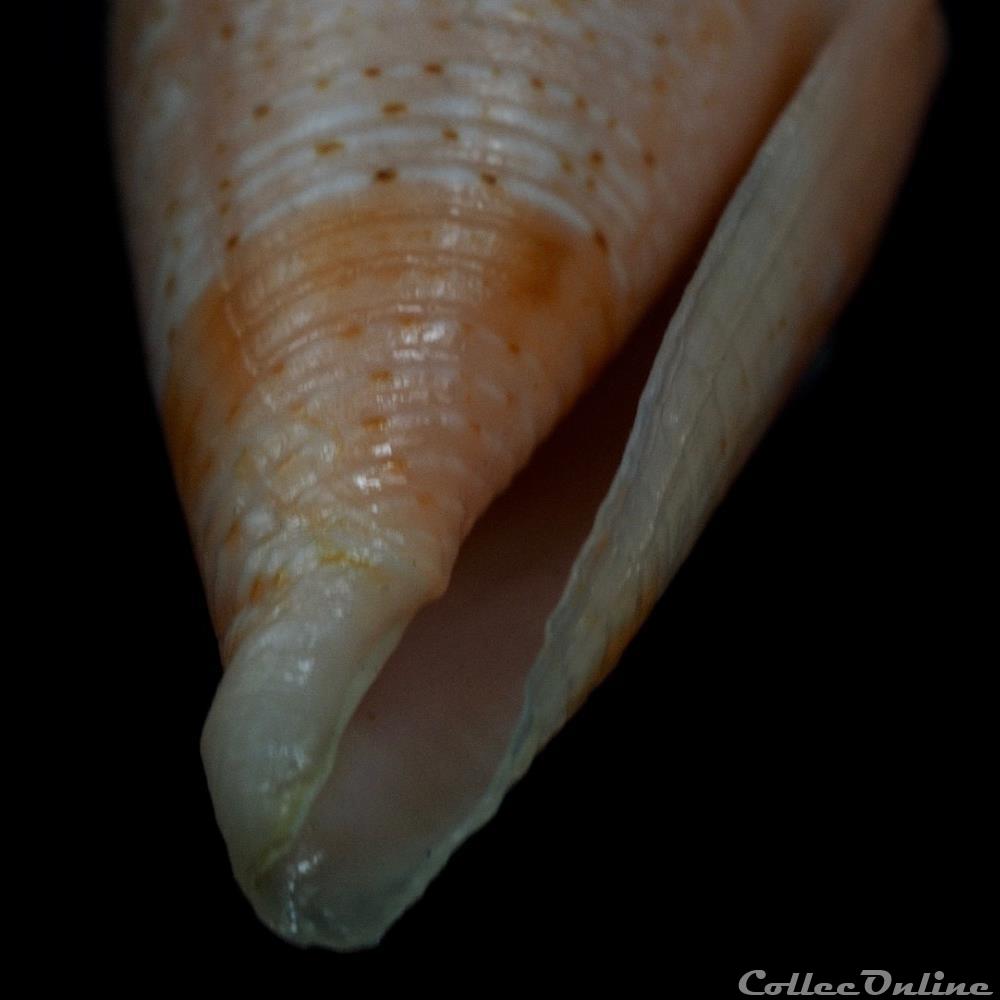 Conasprella otohimeae (Kuroda & Ito, 1961) 3 coquillage fossile gastropodum conasprella otohimeae kuroda ito 1961