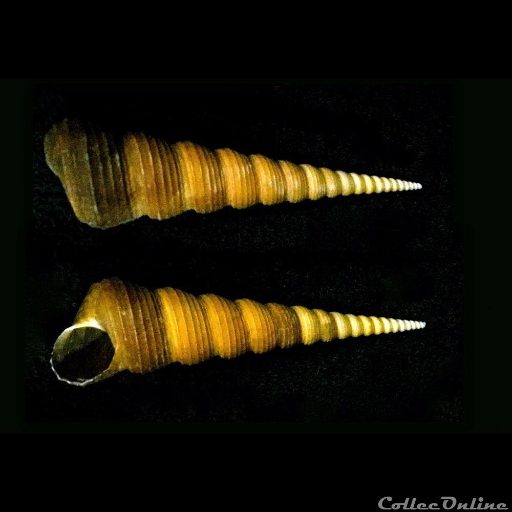 coquillage fossile gastropodum turritella terebra terebra linnaeus c 1758