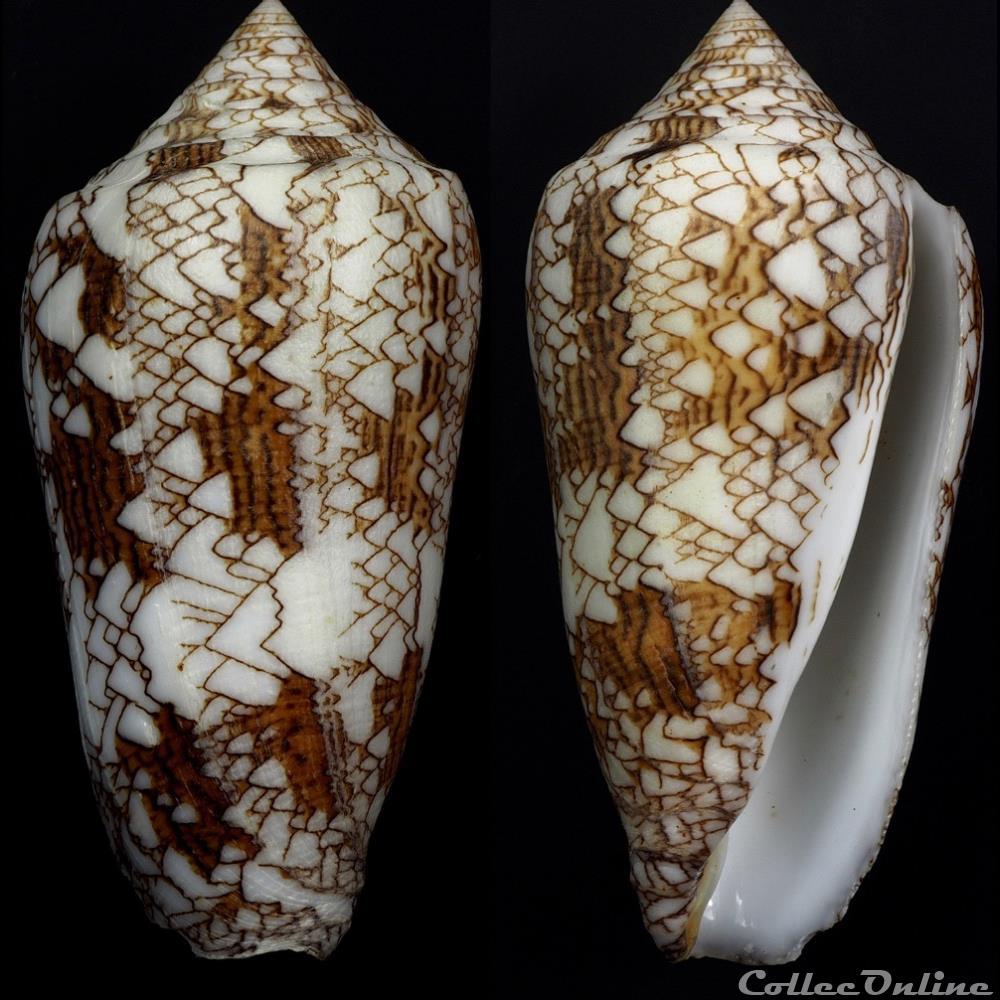 Cylindrus neovicarius (da Motta, 1982) coquillage fossile gastropodum cylindrus neovicarius da motta 1982
