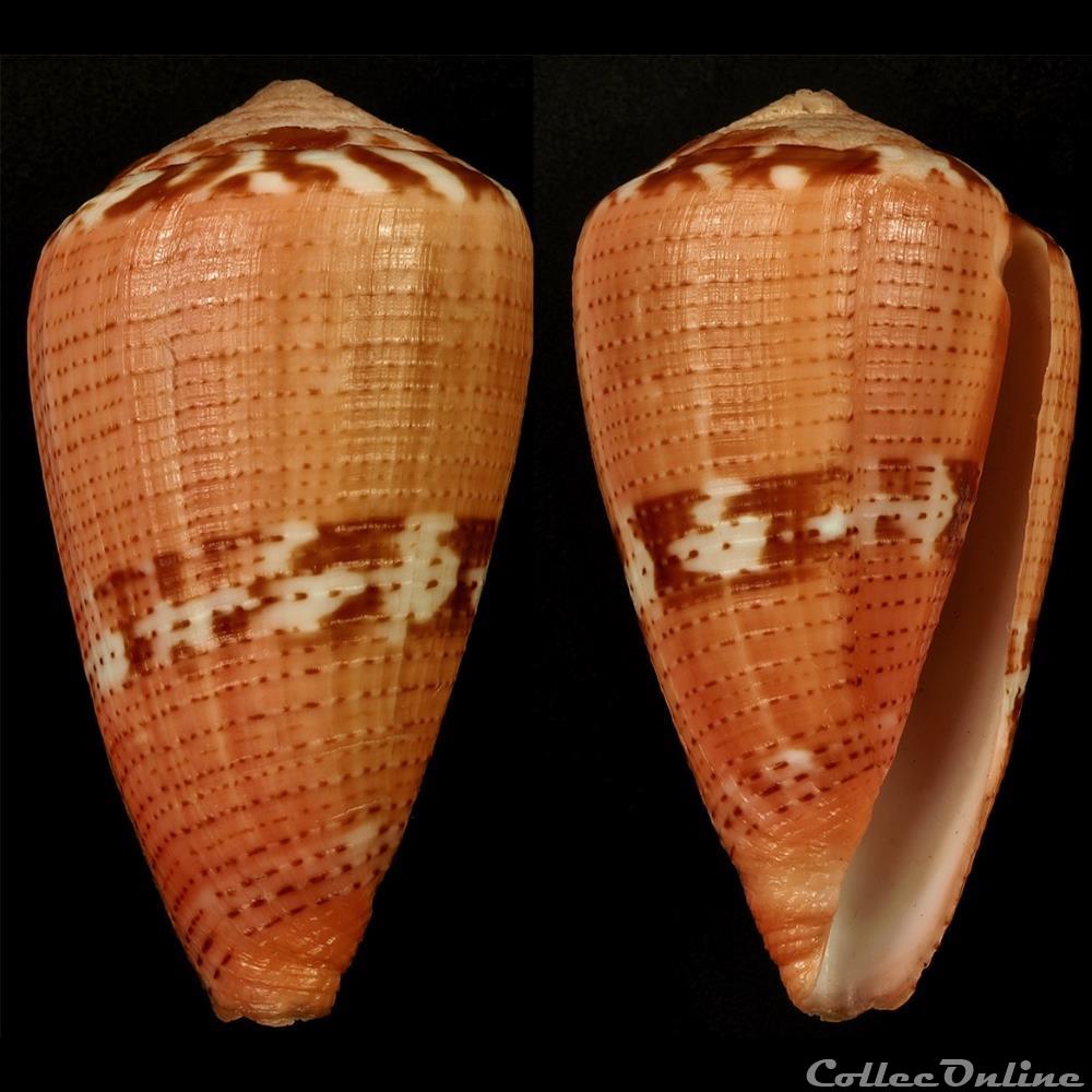 Dauciconus (Purpuriconus) vittatus (Hwass in Bruguière, 1792) coquillage fossile gastropodum dauciconus purpuriconus vittatus hwass in bruguiere 1792