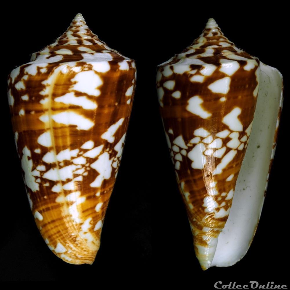 Leptoconus amadis (Gmelin, 1791) coquillage fossile gastropodum leptoconus amadis gmelin 1791