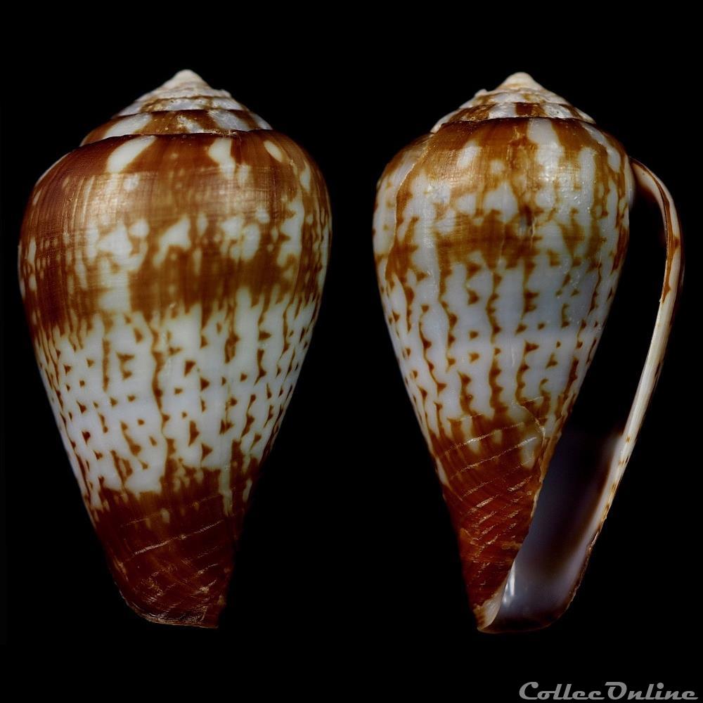 Lautoconus (Varioconus) variegatus (Kiener, 1845) coquillage fossile gastropodum lautoconus varioconus variegatus kiener 1845