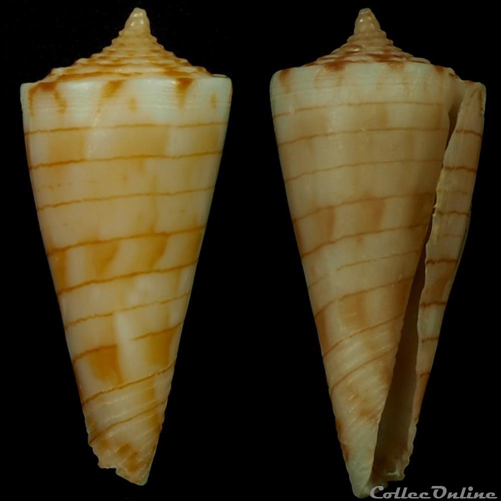 Conasprella kimioi (Habe, 1965) coquillage fossile gastropodum conasprella kimioi habe 1965