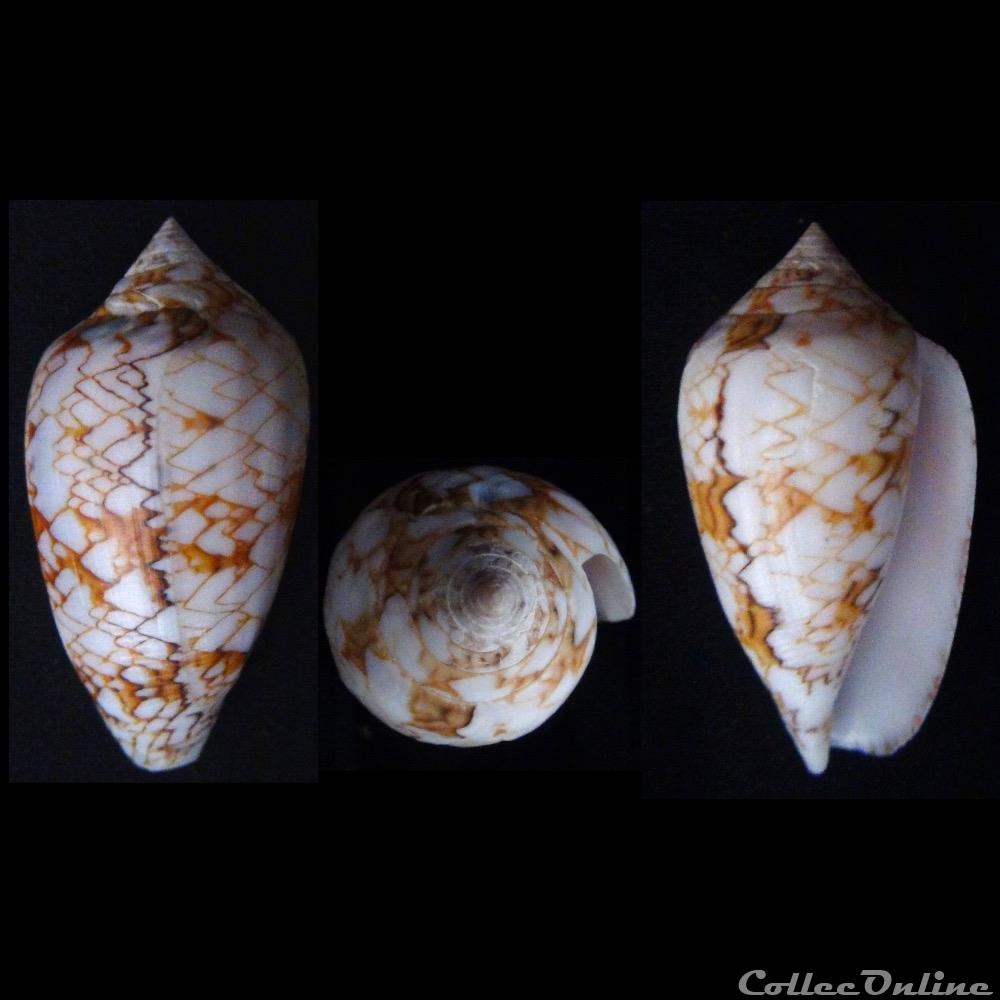 Cylindrus archiepiscopus f. concatenatus (Kiener, 1845) coquillage fossile gastropodum cylindrus archiepiscopus f concatenatus kiener 1845