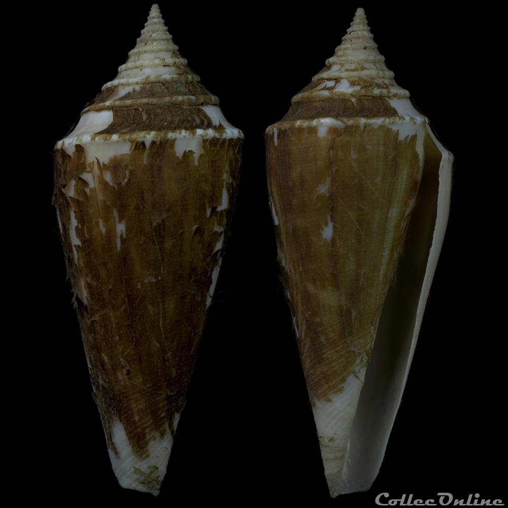 Profundiconus neotorquatus (da Motta, 1985) coquillage fossile gastropodum profundiconus neotorquatus da motta 1985